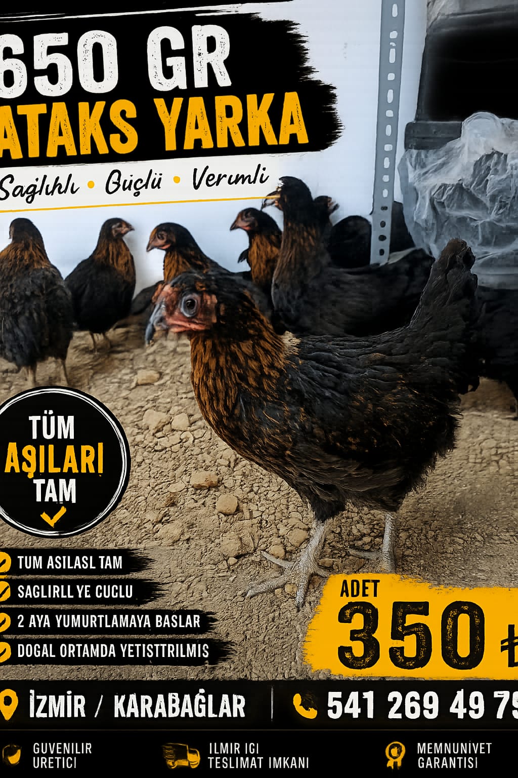 Ataks Tavuk